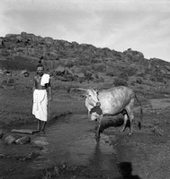 Annamalai svámí s krávou Lakšmí na Arunáčale